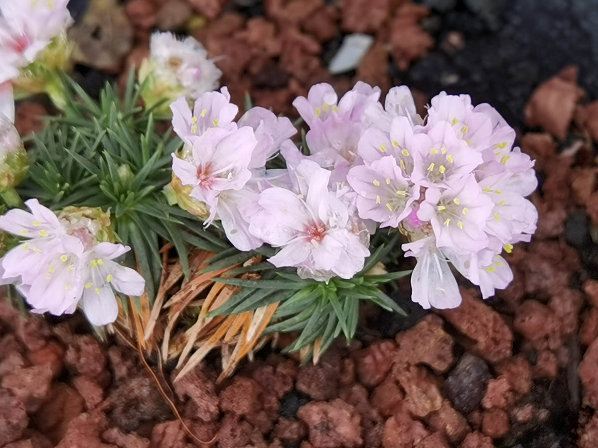 Armeria juniperifolia 'Lelekovice'